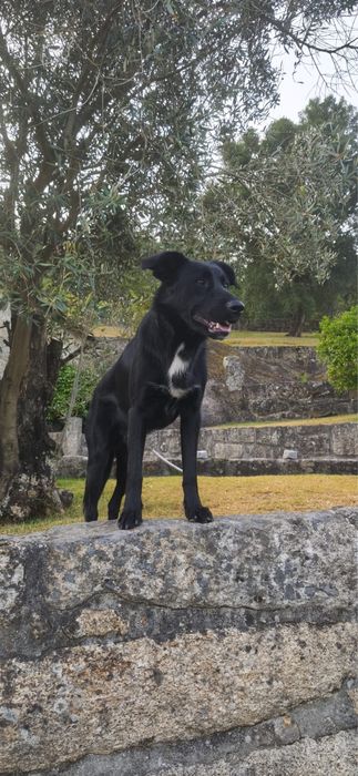Zeus para adoção responsável