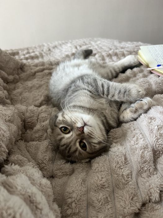 Висловухий муркотливий шотландець кошеня хлопчик scottish fold