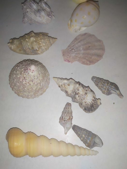 Ракушки морские для аквариума (конус и др), мушли.