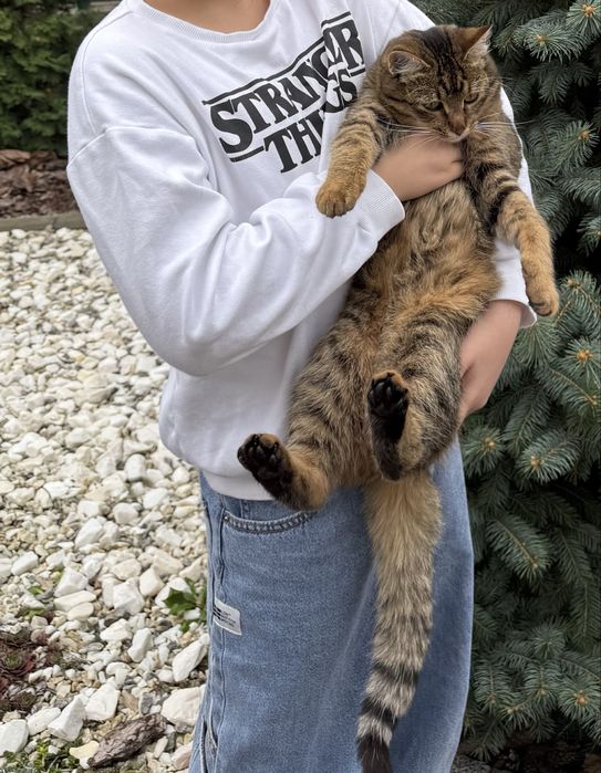 Отдам молодого кота подростка в хорошие руки