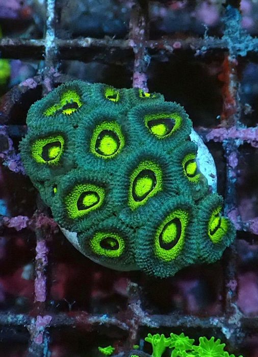 Корали Морський акваріум