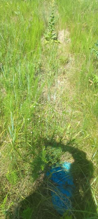 Продам земельну ділянку с.Кочерів