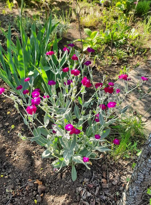 ясколка       отдам