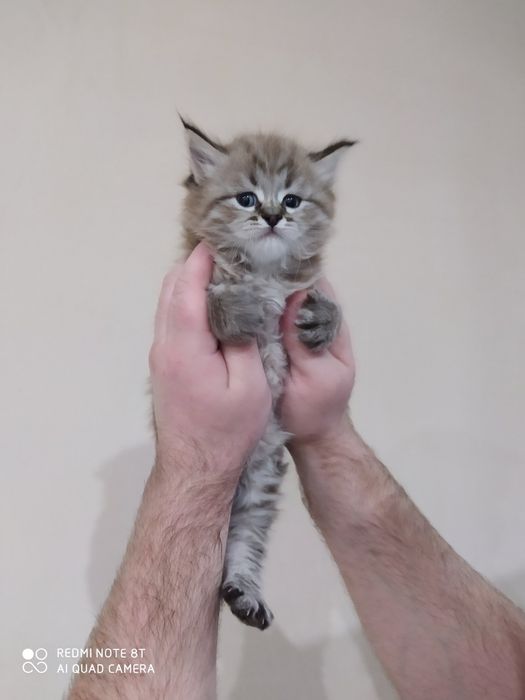 Невский Маскарадный приглашает кошечку на вязку