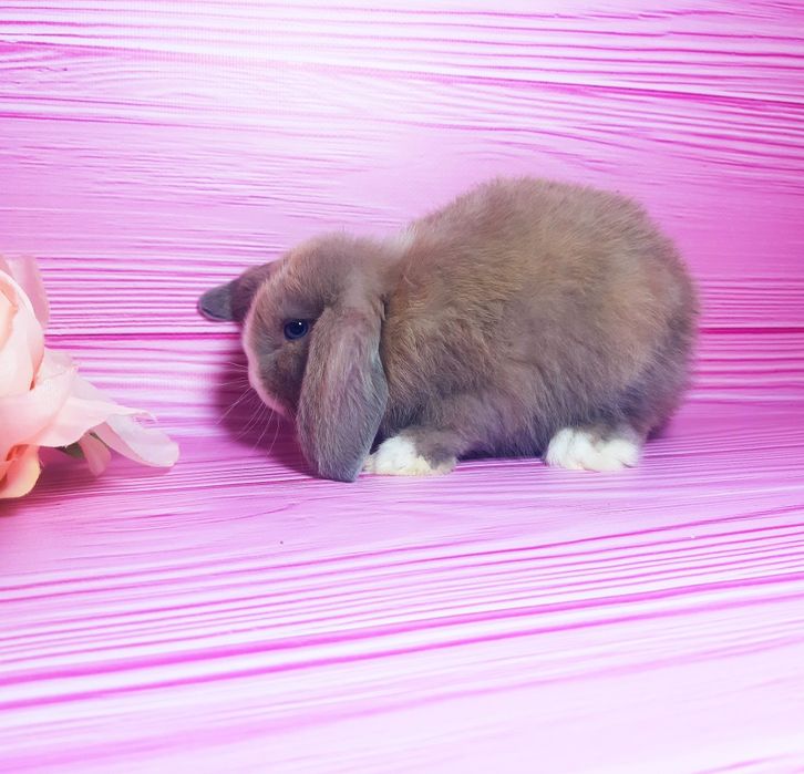 Карликовий міні кролик,мини веслоухие баранчики, крольчата