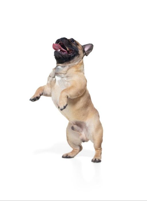 Французский бульдог развязанный. За щенка или по договорённости.