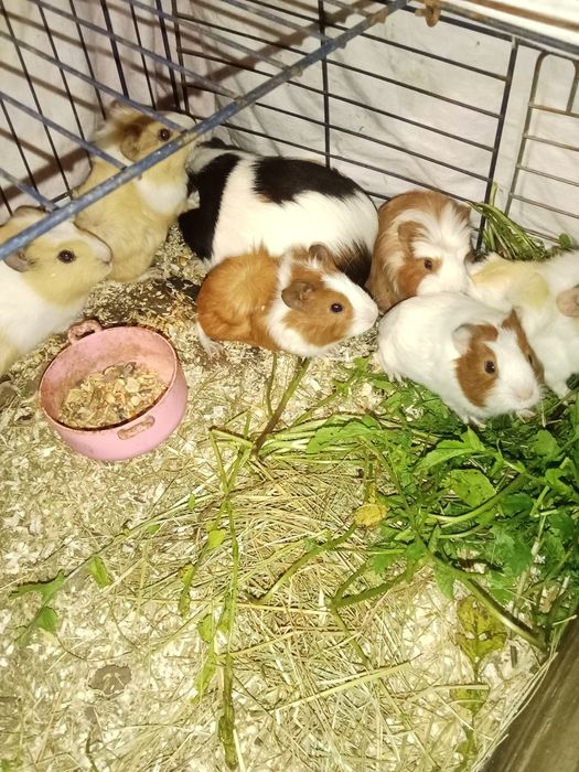 Coelhos caseiros etc