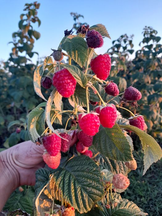 Малина   "Зюгана"