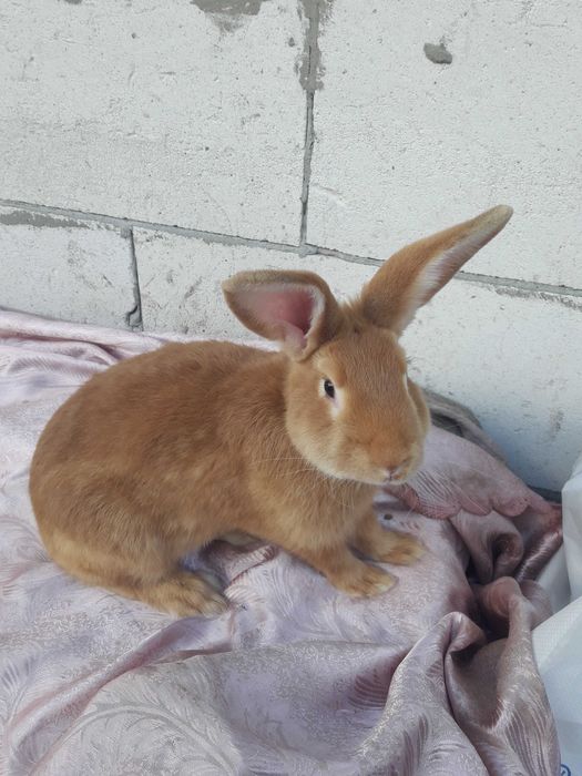 Продам кролів породи Бургундія.