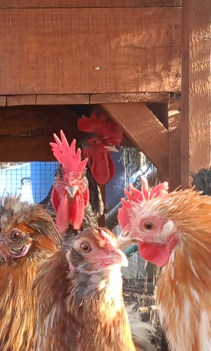 Koguty z tamtego roku