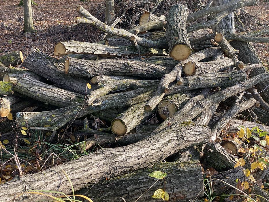 Drzewo opałowe dąb olcha