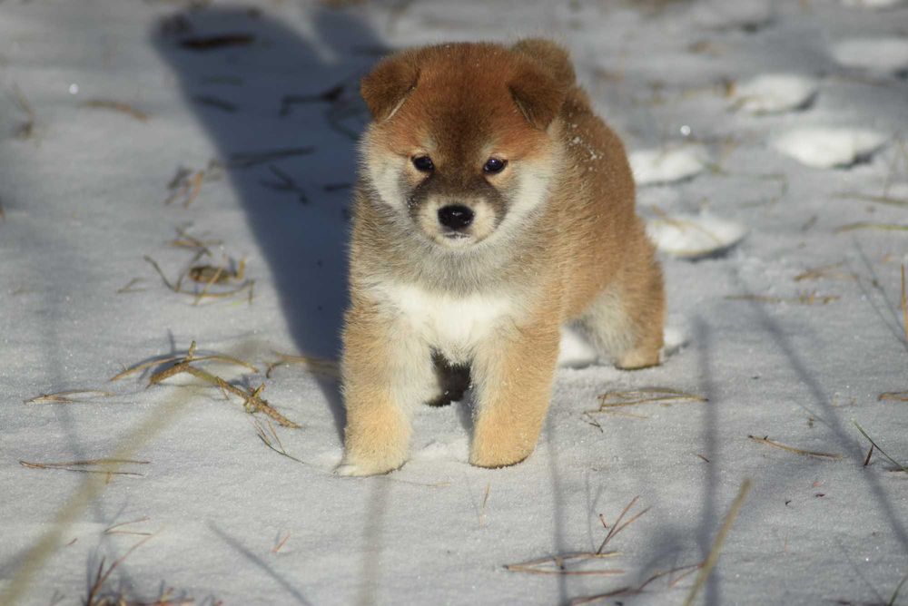 Suczka shiba z rodowodem ZKwP po Championach z japońskim pochodzeniem