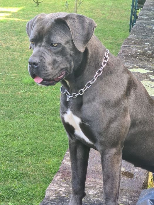 Cadela Cane Corso c/ pedigree para venda