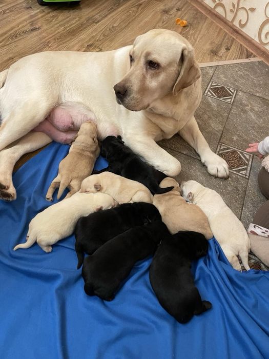 Лабрадор ретривер