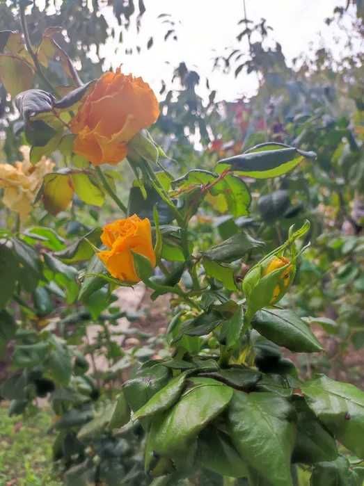 (13) Продам будинок. с.Барабой.