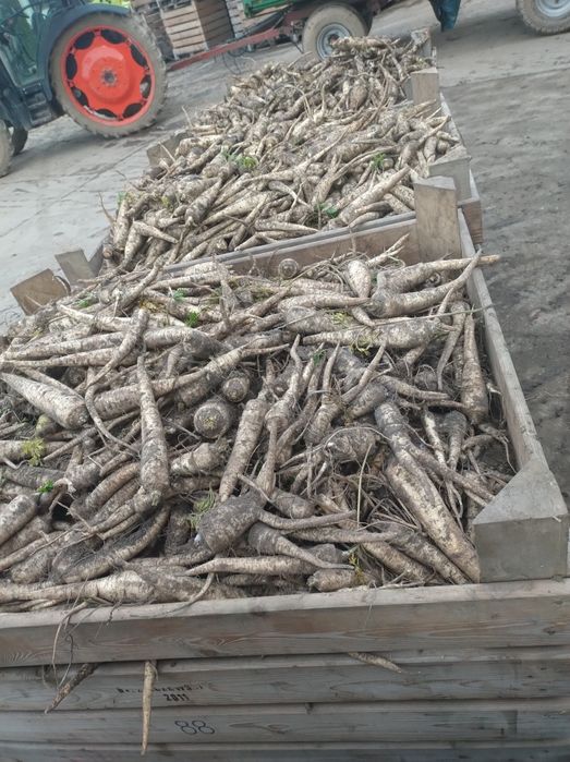 Pietruszka  skrzynia   ładna