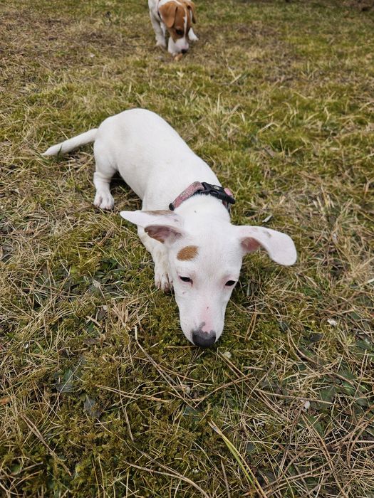 Suczka Jack Russel Terier