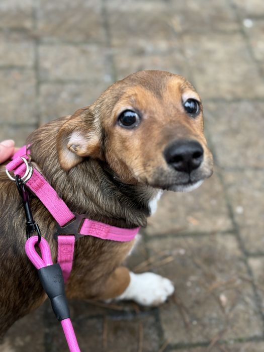 Mała Tola szuka domu