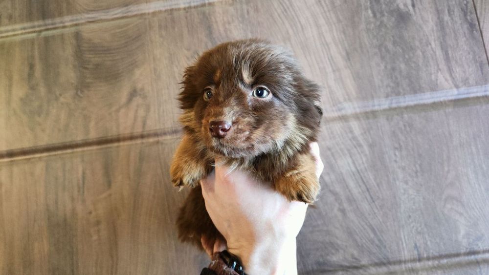 Цуцики шукають люблячих людей