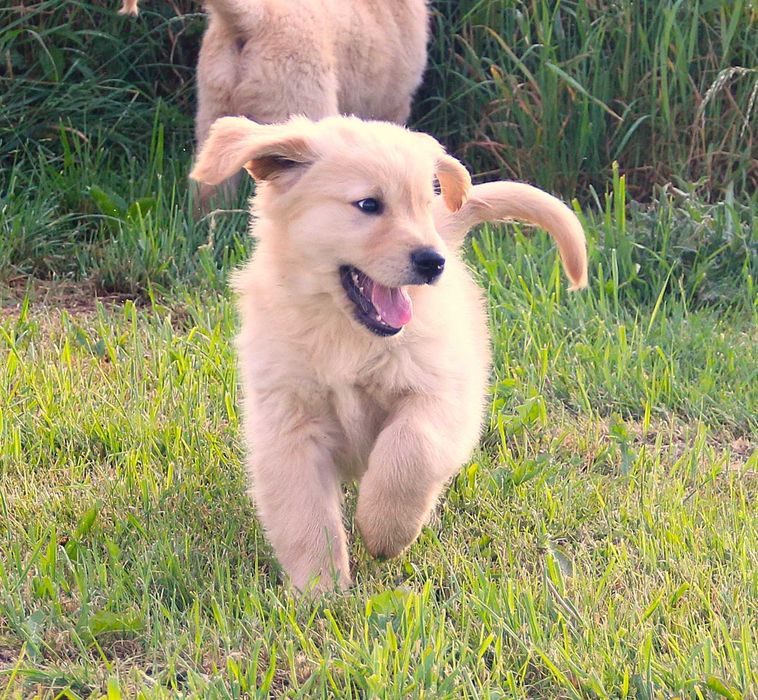 Chłopczyk złoty linii Amerykański Golden Retriever