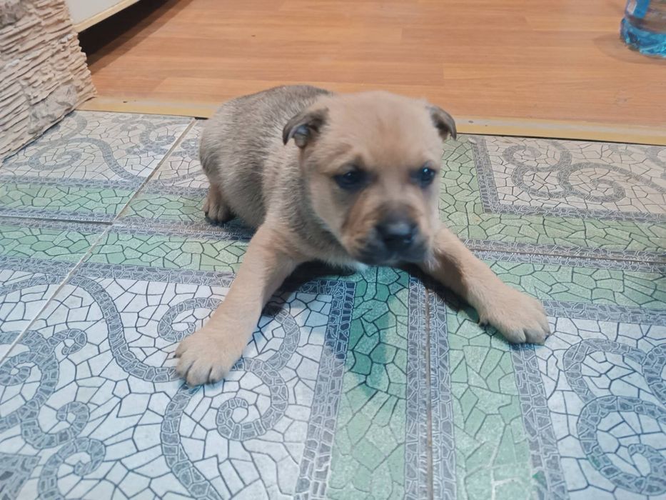 Щенки бесплатно !!!