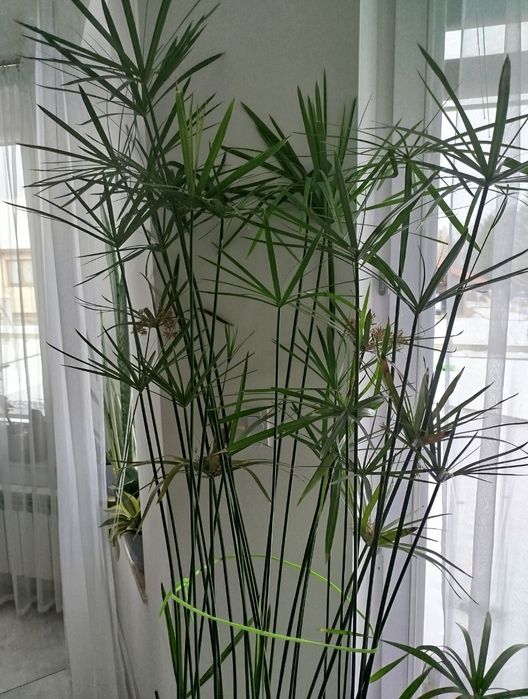 Papirus cyperus wysoki /2szt