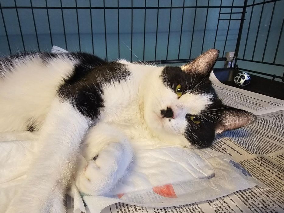 Słodki Oreo potrzebuje  swojego miejsca