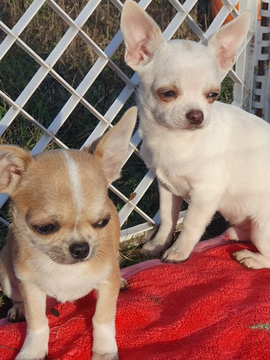 Мальчики чихуахуа