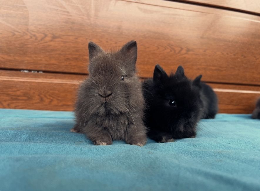 Karzełki Teddy Mini lop Lewki Niderlandzkie Yorki Miniaturka Króliki