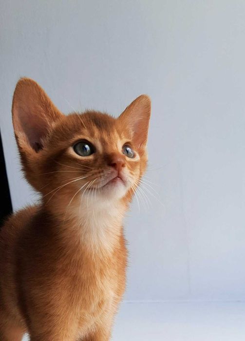 Абіссинські хлопчики Фаррель та Фіксік