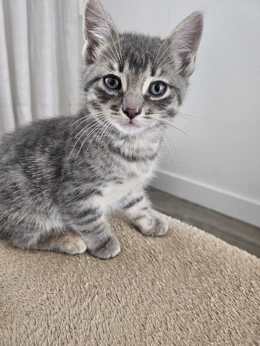 Adoção Responsável de Gatinhas Bebés