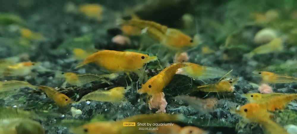 Акваріумні неокарідини