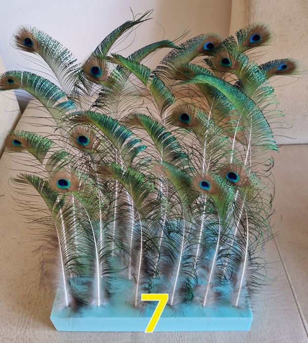 Penas de pavão azul