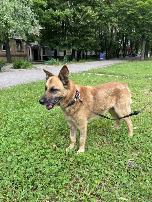 Пес ищет ответственную семью!