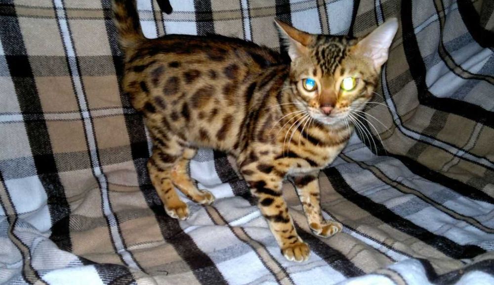 Яскрава BENn24 бенгальська F9 ALK для люблячої котів родини