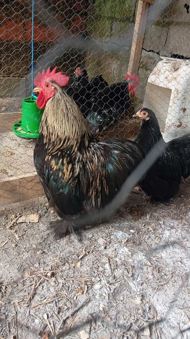 Pekins Batam black dourado ovos para incubação