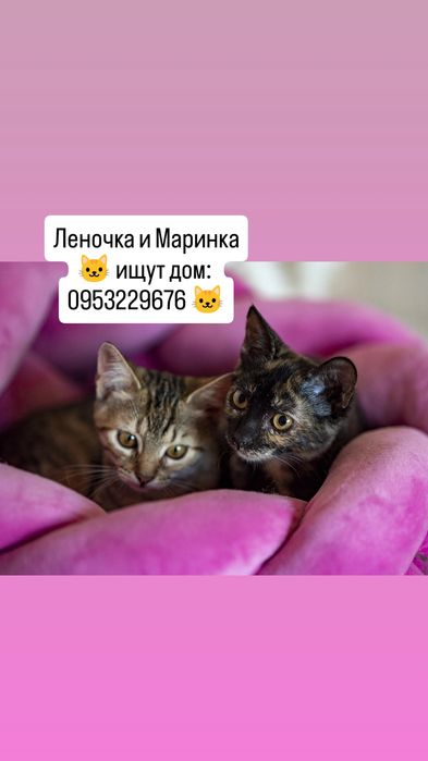 Мурчащие котята-девчушки ищут свой ДОМ!