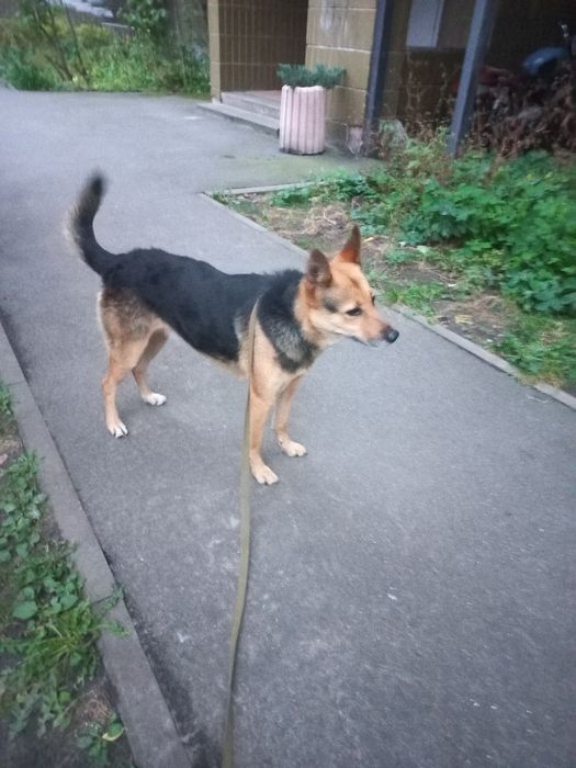 Собака шукає дім