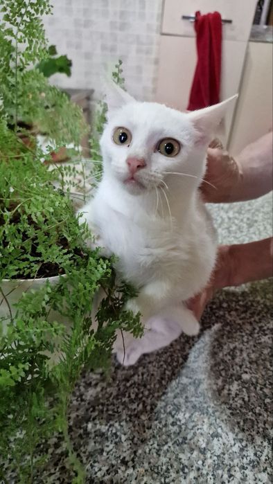 Ищет дом белая кошечка