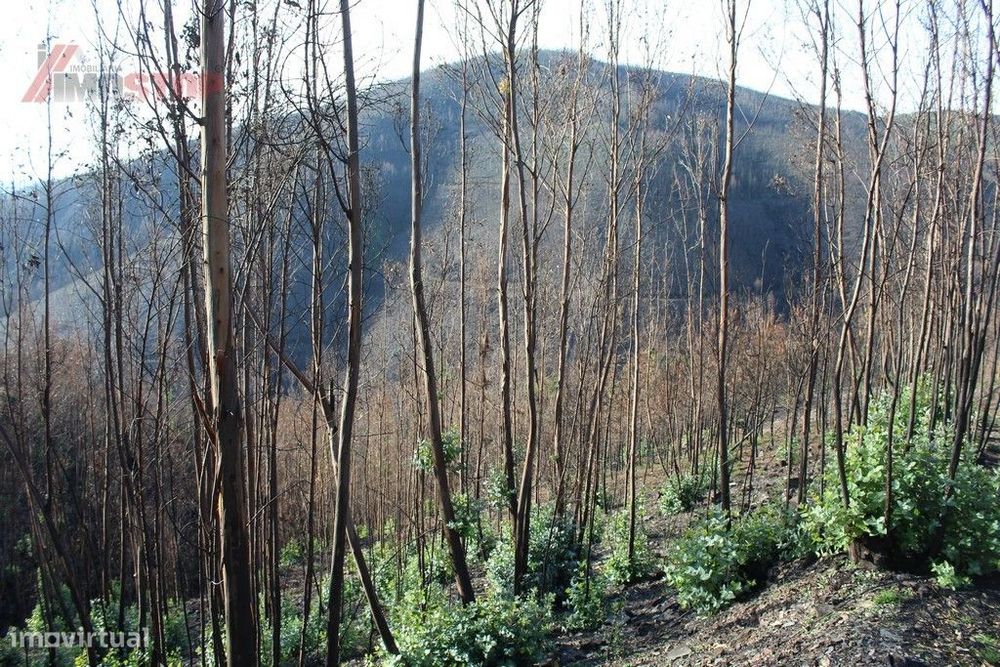 Terreno Rústico bem localizado em Canelas - Arouca