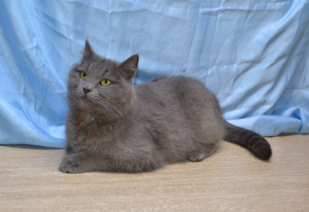 Красуня шукає свою сім'ю.