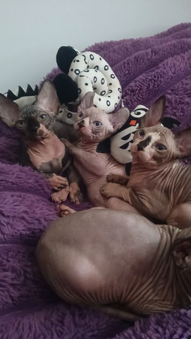 Кошенята породи Канадський сфінкс.