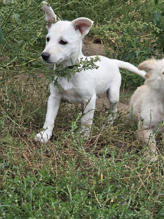 Elsa, szczeniak do adopcji