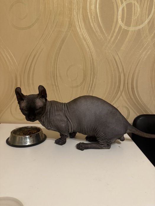 Жених канадский сфинкс бамбино -ельф