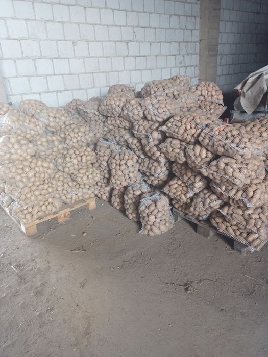 Ziemniaki irga  sifra cara