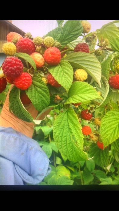 Саджанці малини великі ягоди