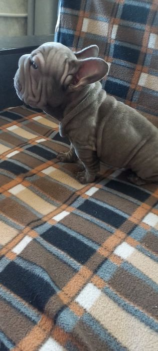 Французький бульдог