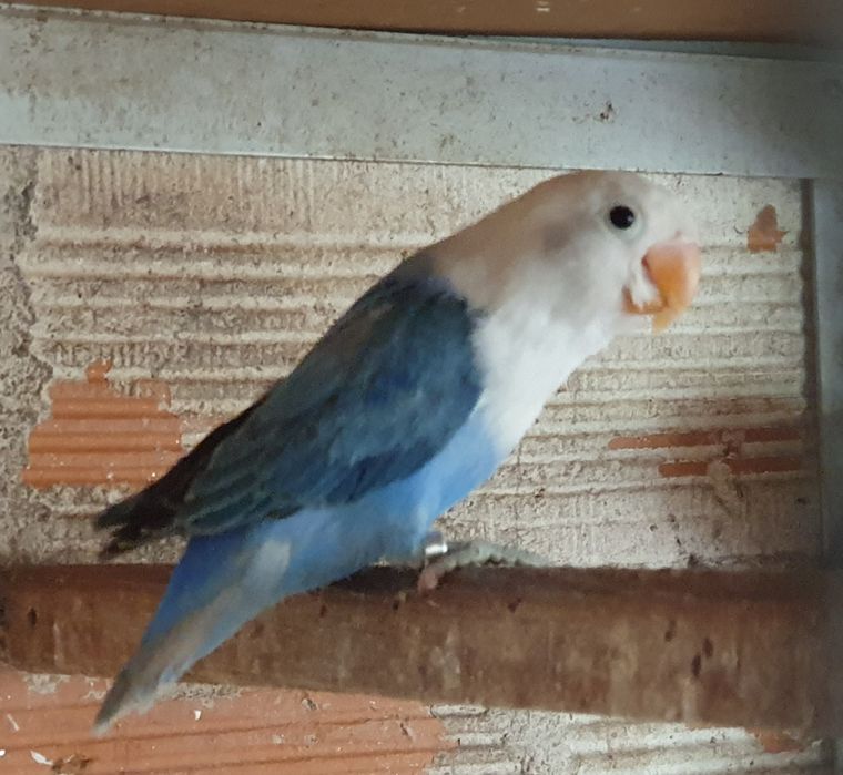 Agapornis fischers para cedência.