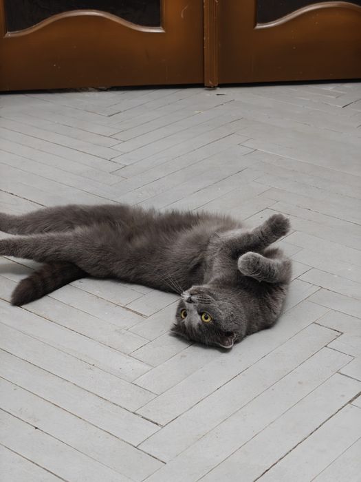 Британська висловуха