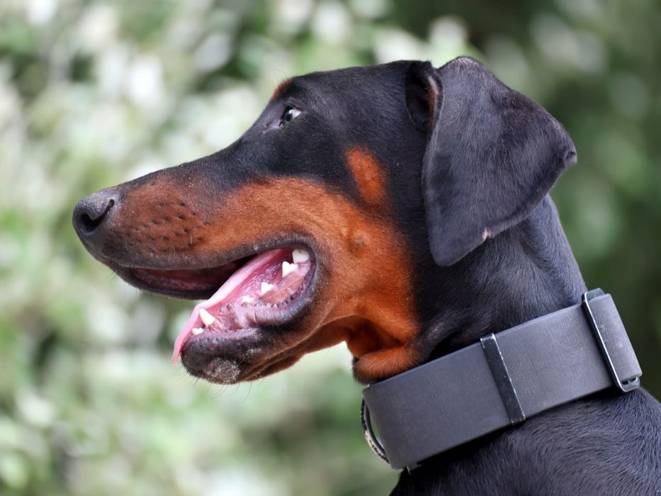 Доберман 11 місяців